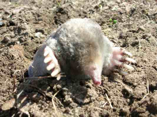 What Do Moles Eat Why Moles Are In Your Yard