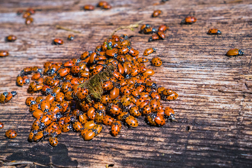 get-rid-of-ladybugs-in-your-home-asian-lady-beetles