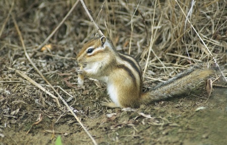 chipmunk traps