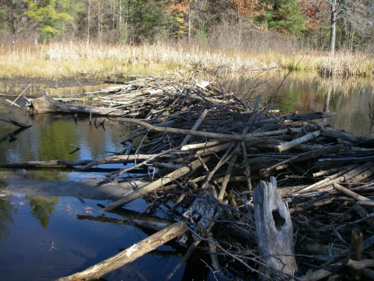 Beaver Trapping Techniques - How To Set A Beaver Trap