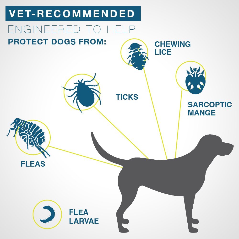 Pet Flea Control - What's The Best Treatment?