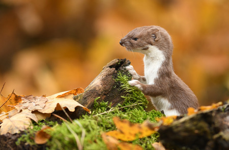 How To Identify Signs Of Mink Present