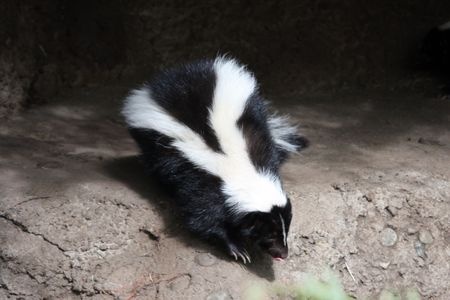 Trapping Skunks - Best Way Without Getting Sprayed