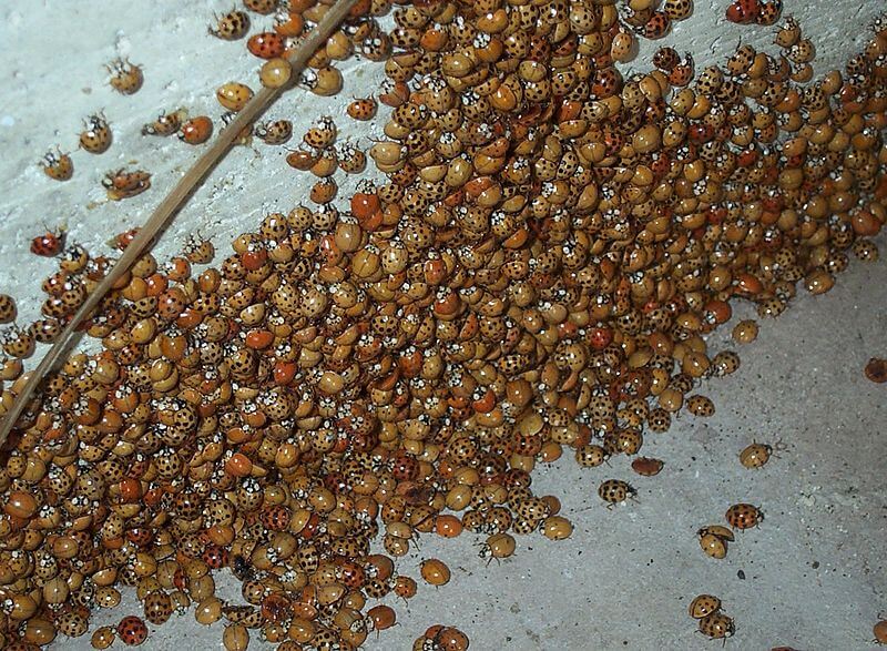 get-rid-of-ladybugs-in-your-home-asian-lady-beetles