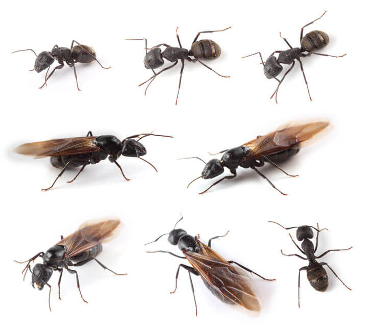 What Are Ants With Wings - Swarming Ants vs Termites