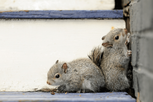 Trapping Squirrels - How To Remove Them Yourself