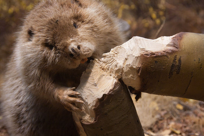 10 Amazing Facts About Beavers