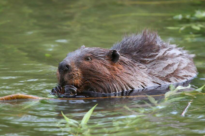 are beavers nocturnal