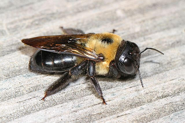 Carpenter Bee Compressed 