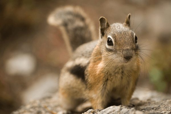 Trapping Chipmunks For Fun and Profit