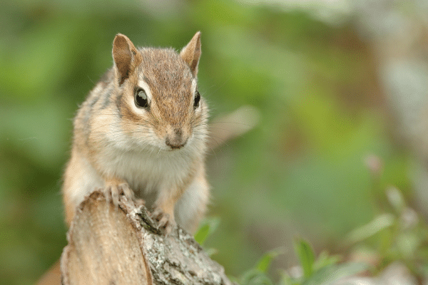Chipmunk Trapping, Control of Nuisance Chipmunks