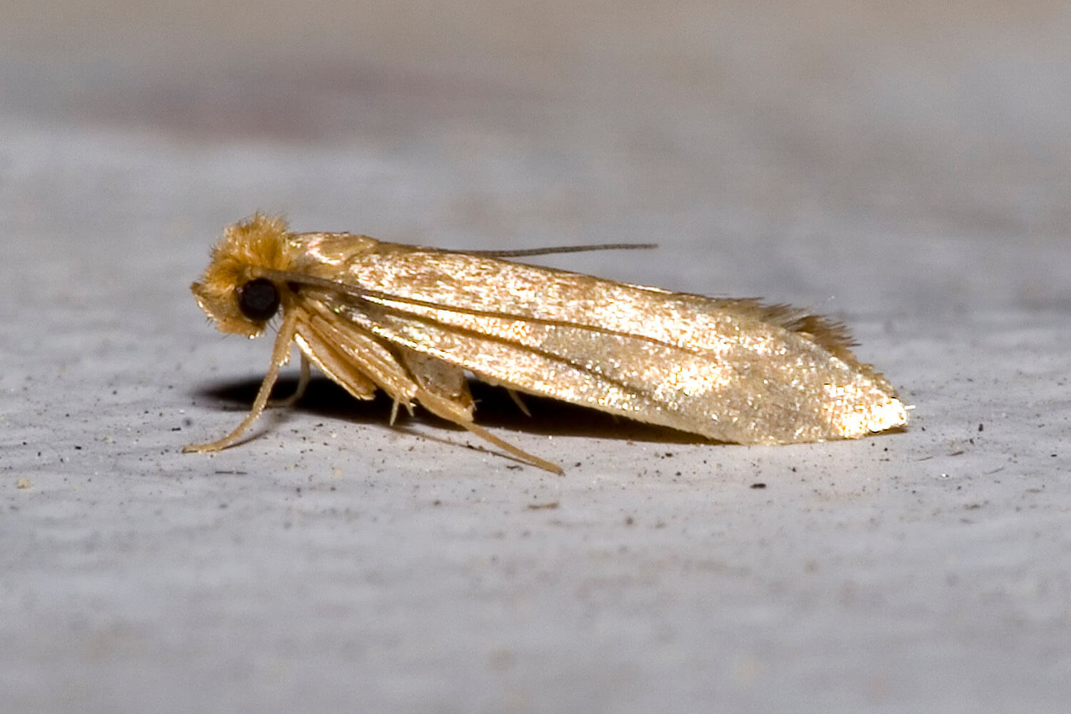 How to repel clothing moths – Dr. Killigan's