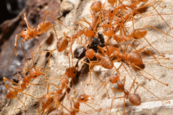 What Do Fire Ants Eat Get Rid Of Red Ants 4672