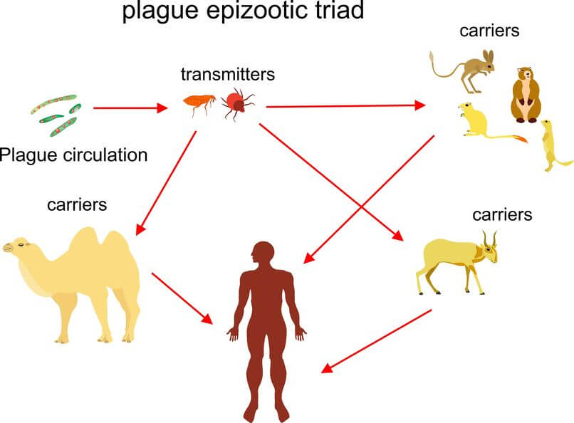 Diseases Spread By Fleas - Are Fleas Dangerous To Humans?