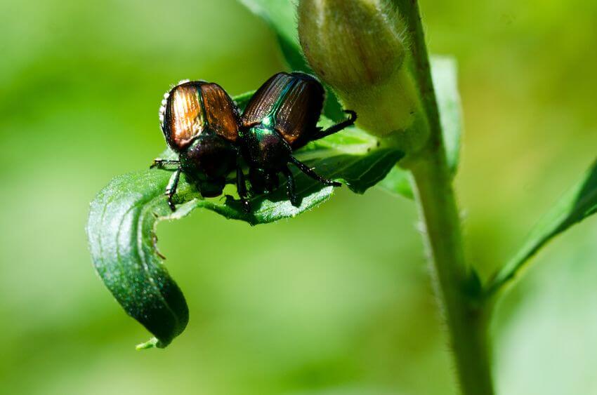 organic-japanese-beetle-control-home-remedies