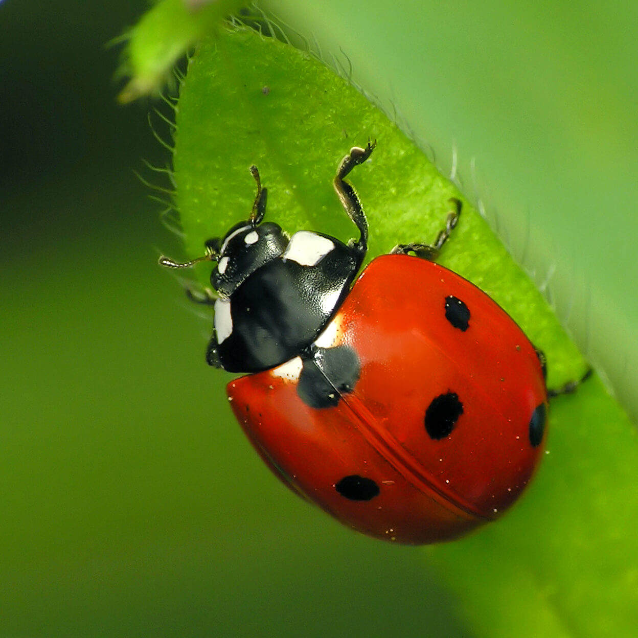 What is the Difference Between Ladybugs and Asian Lady Beetles?