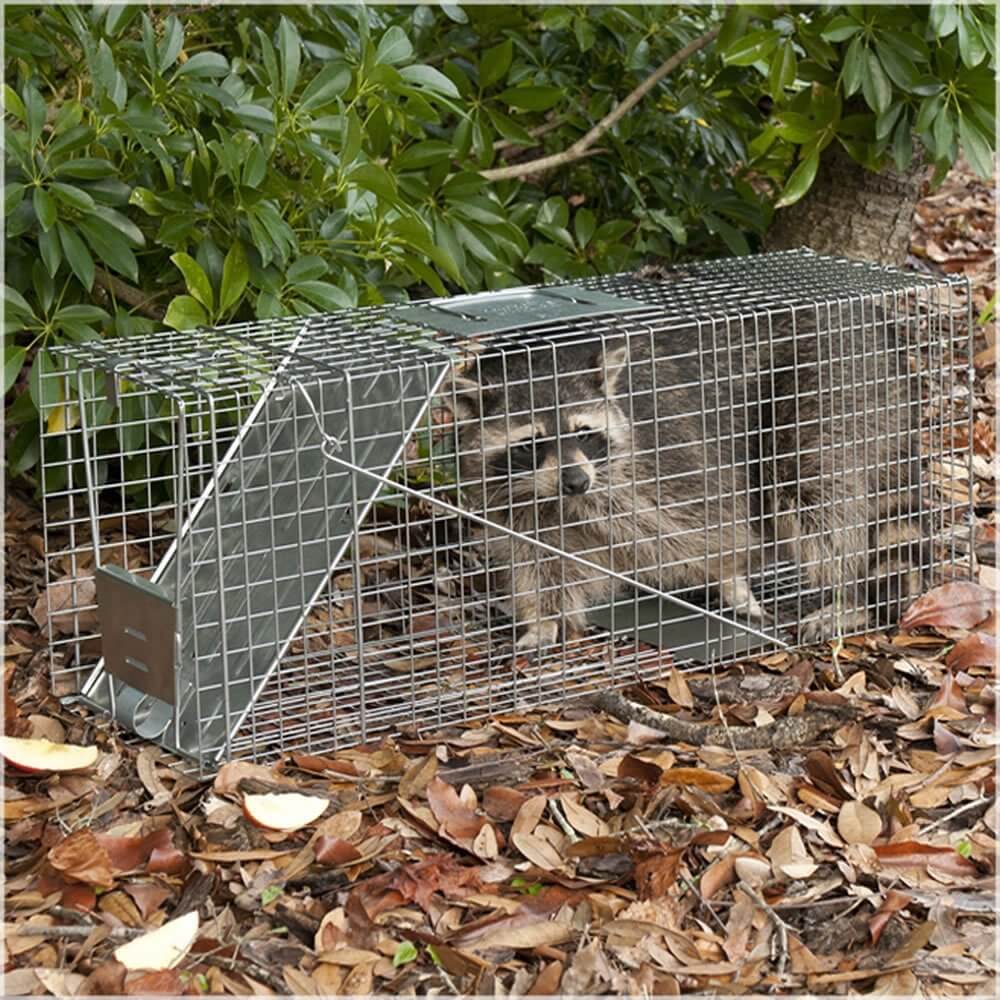 How To Trap Raccoons Garbage Can And Trash Protection