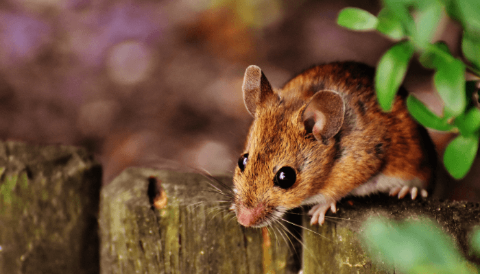 Best Mouse Traps  The most effective simple homemade mouse trap
