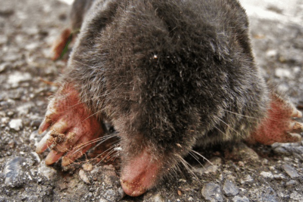 Mole Control: How To Get Rid of Moles, DIY Mole Treatment Guide