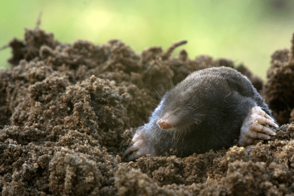 Tips on How To Properly Trap a Mole