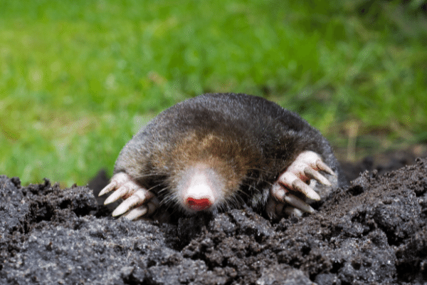 Tips on How To Properly Trap a Mole