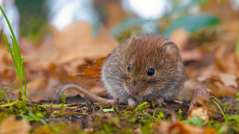 Trapping Furbearers Or Nuisance Animals