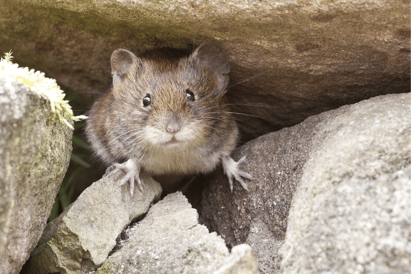 The Best Way to Kill Mice - Mouse Traps vs. Poisons 