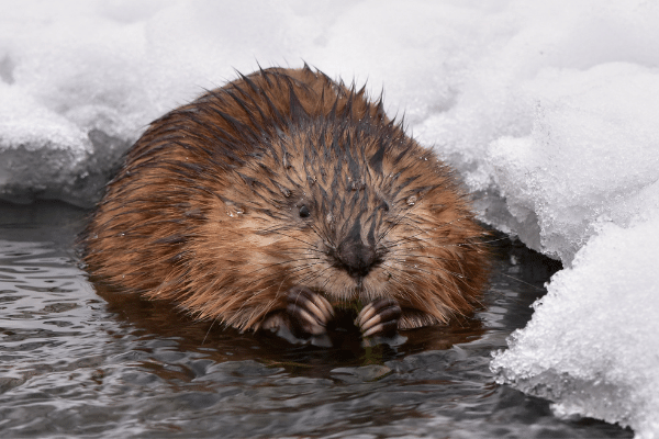 Spring beaver trapping will soon - Winter Wildlife Control
