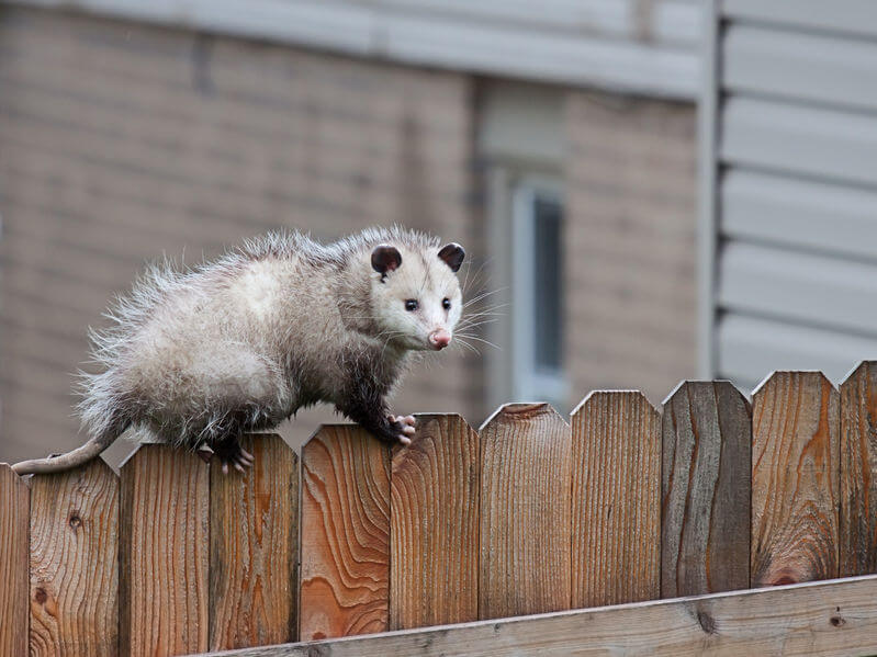 What kind of bait to catch a opossum?