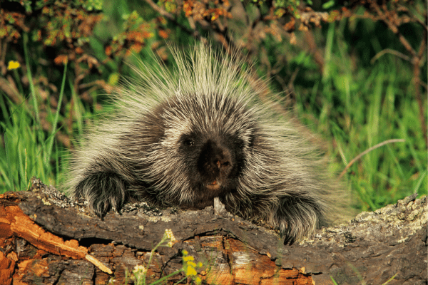 https://www.trap-anything.com/images/porcupine1-compressed.png