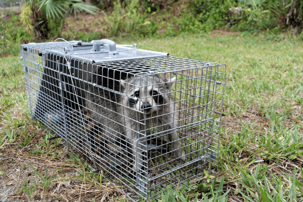 https://www.trap-anything.com/images/raccoon-life-trap-compressed.png