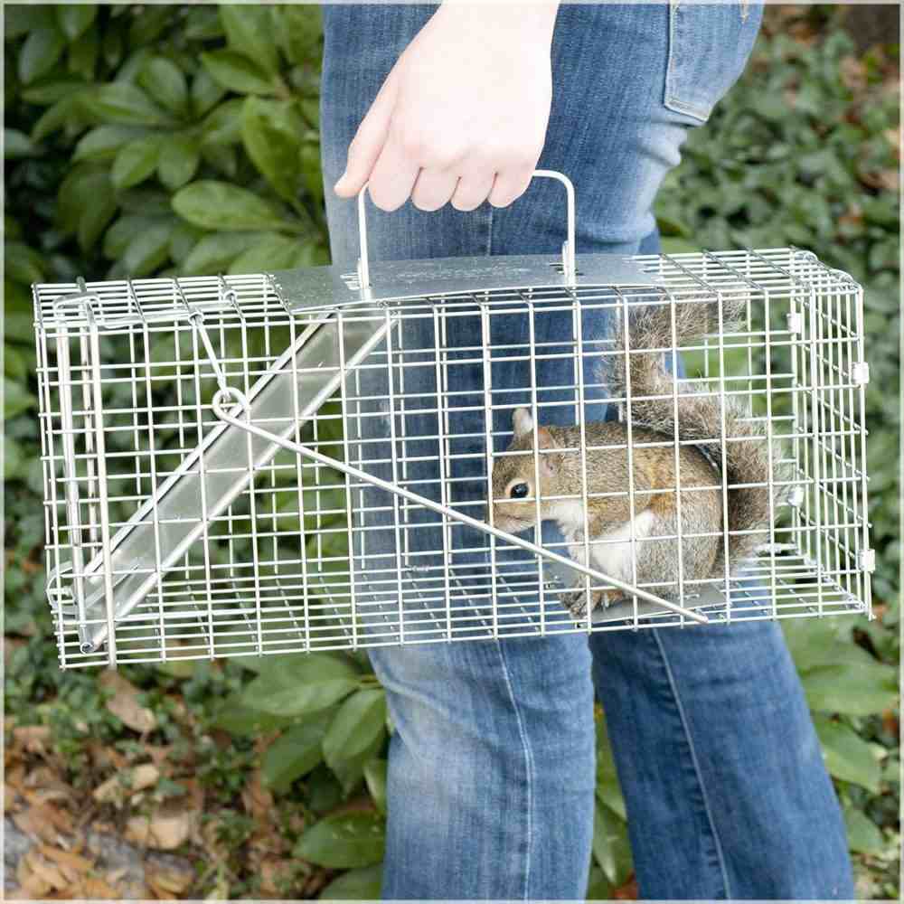 squirrel catapult trap