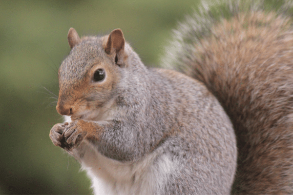 Trapping Squirrels - How To Remove Them Yourself