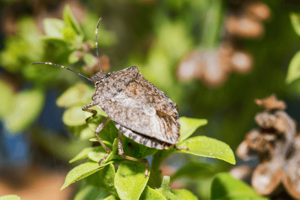 The Perfect Stink Bug Trap is All Natural!