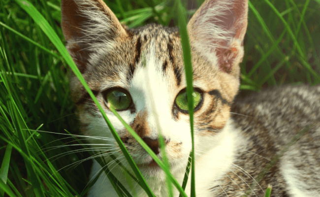 download trapping feral cats for free