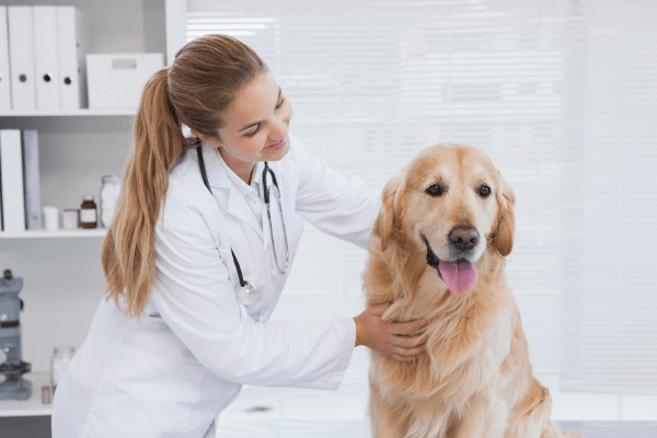 does garlic pills get rid of fleas on dogs