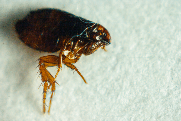 can dog fleas transfer to humans